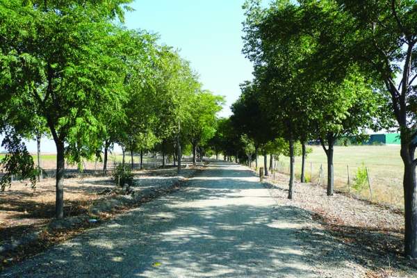 Vía Verde de la Campiña (II)