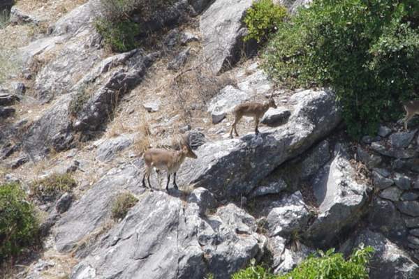 Alozaina – Siete Fuentes – PR-A 272 Trail