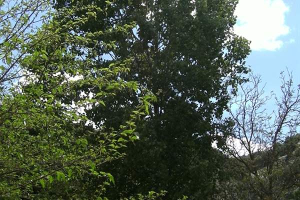 Alcóntar - Hijate Trail - PR-A 72