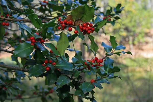 Acebeas - Cumbre del Navalperal Trail - PR-A 176