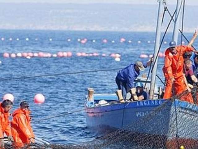 Mayo: el mes del atún rojo en la Costa de Cádiz