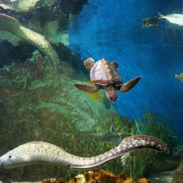 Acuario de Almuñécar