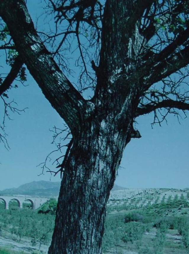 Acerolo del Cortijo de las Iglesias