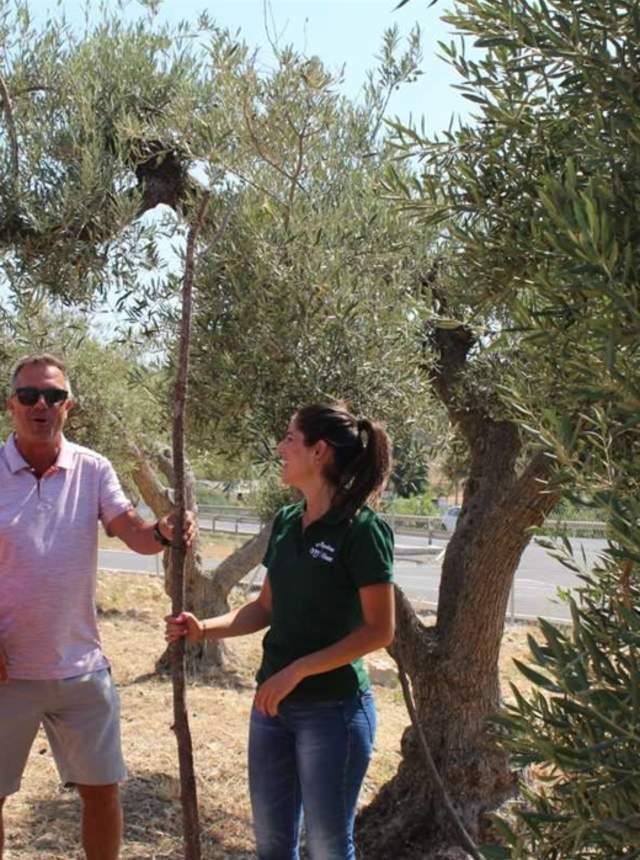 Revive la historia de los olivareros malagueños en un molino antiguo con degustación de AOVE