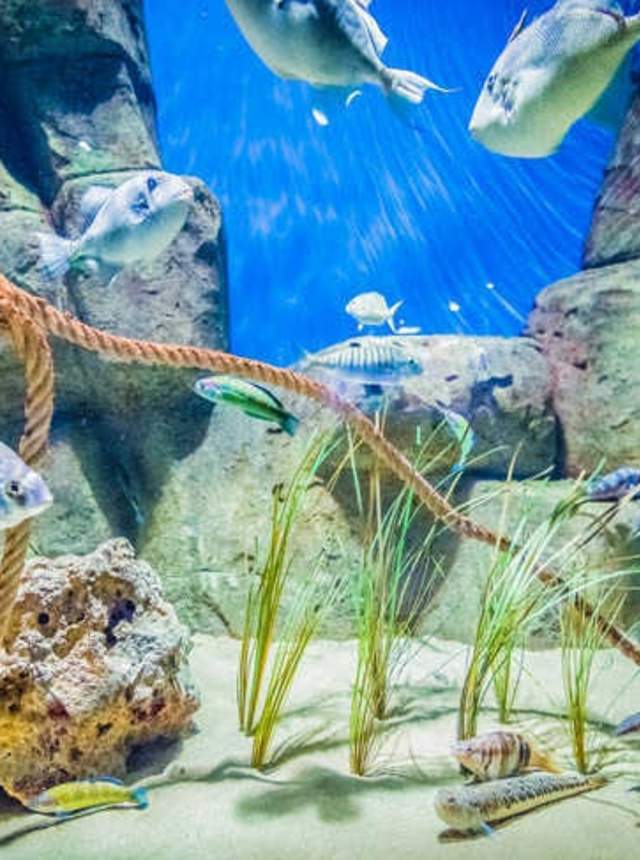 Visita al Acuario de Sevilla