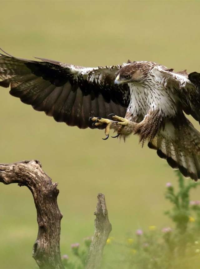 Activité de photographie de grands rapaces ibériques