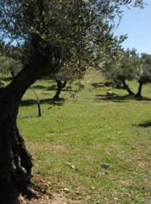 Oleoturismo y olivares vivos en Jaén