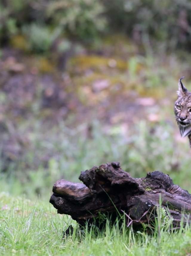 Experiencia fotográfica con el lince ibérico