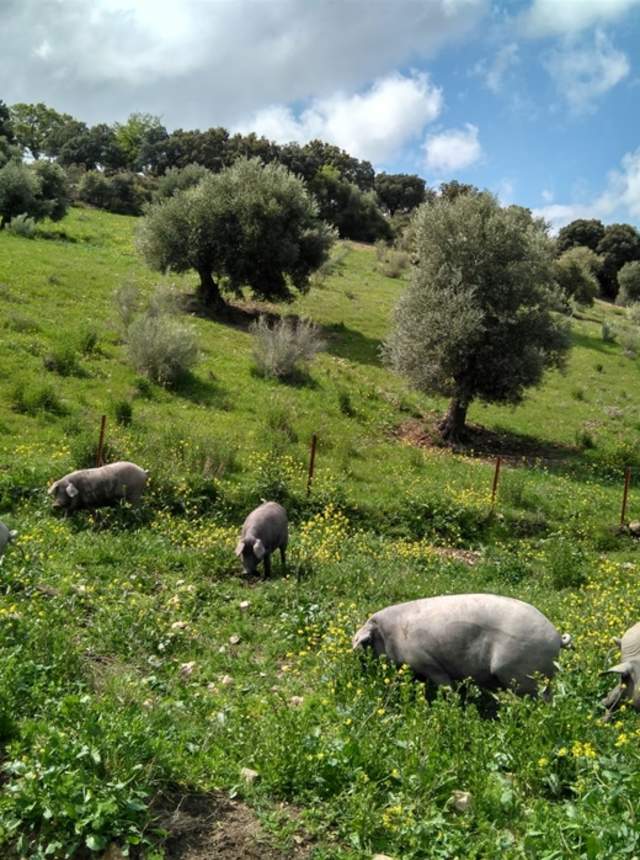 Experiencia cerdo ibérico en la sierra sevillana
