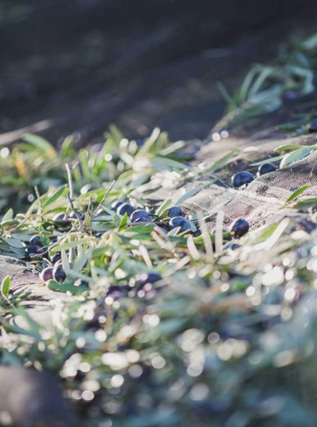 Oleoturismo y olivos milenarios en Granada