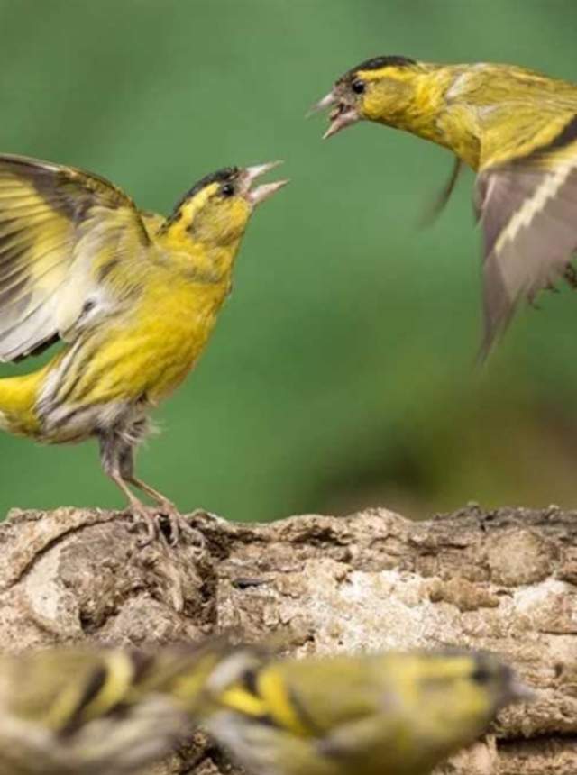 Avistamiento de aves en la Sierra de Aracena