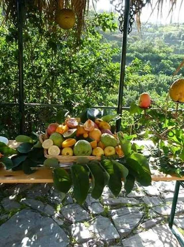 Visita a huerto tropical y degustación