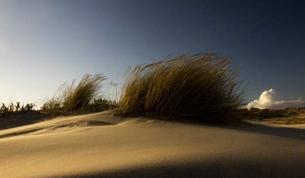 The Heartbeat of the South: A Sensory Journey through Condado de Huelva