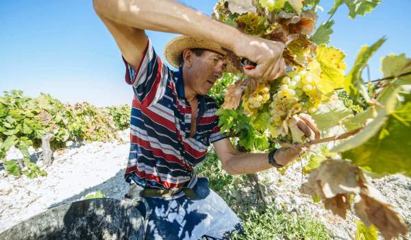 The Grape Harvest: vineyards, wineries and wine presses