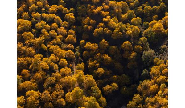 Bosque de Cobre del Genal y Alcornocal de Benarrabá