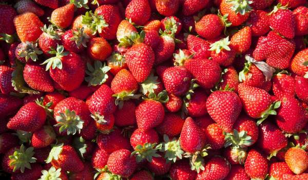 Los berries onubenses: Fresa de Huelva y Fresón de Palos