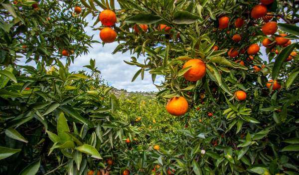 Andalucía se viste de azahar: la cultura de los cítricos