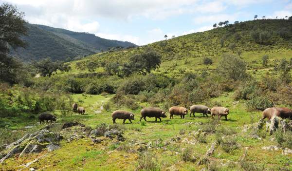 La dehesa de bellota: ‘montanera’, secaderos y bodegas