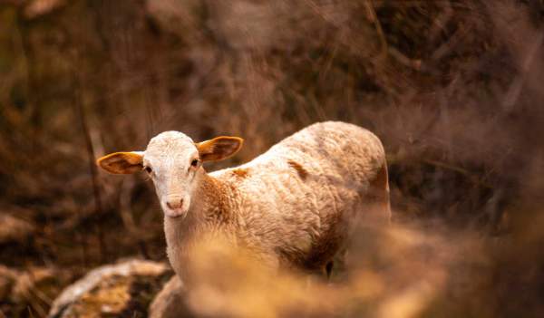 Las Sierras de la Sagra y Segura: el cordero segureño