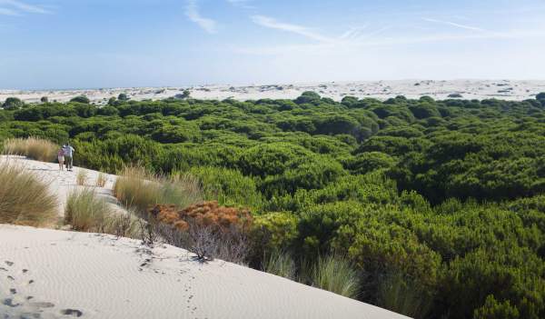 Doñana, au delà du lynx