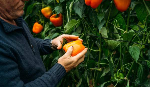 Campo de Níjar und der Westen von Almería: der Obst- und Gemüsegarten Europas