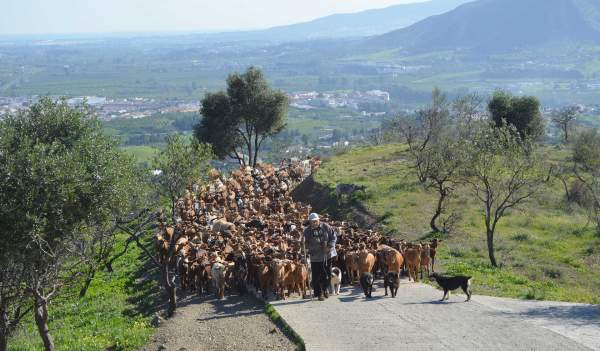 La Trashumancia de ‘abajo’: cañadas reales, quesos, migas, ‘latas’ y lechazos