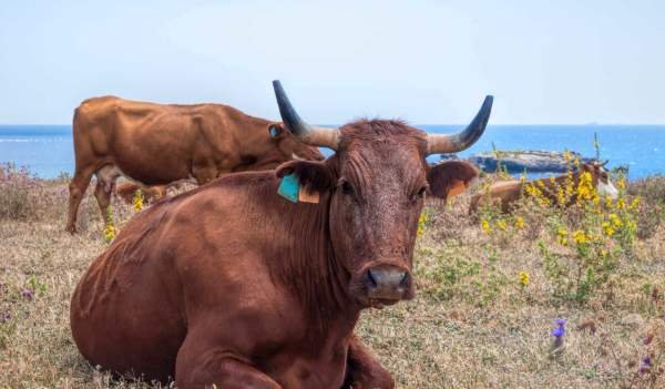El Campo de Gibraltar y La Janda: la vaca retinta