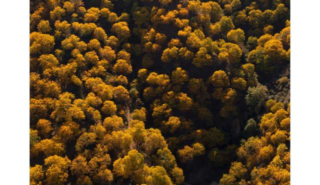 Bosque de Cobre del Genal y Alcornocal de Benarrabá