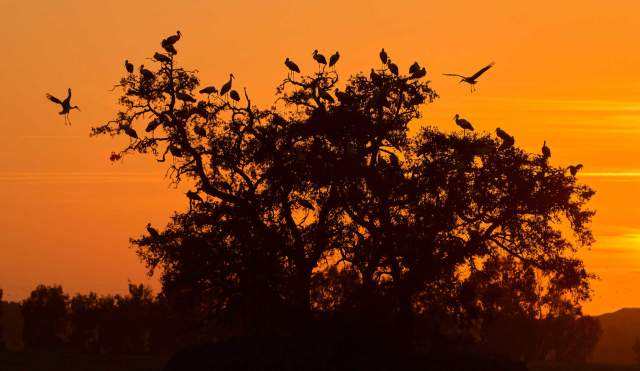 Doñana, an ornithological paradise