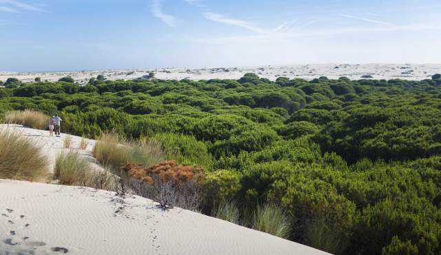 Doñana, au delà du lynx
