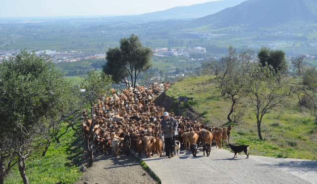 La Trashumancia de ‘abajo’: cañadas reales, quesos, migas, ‘latas’ y lechazos