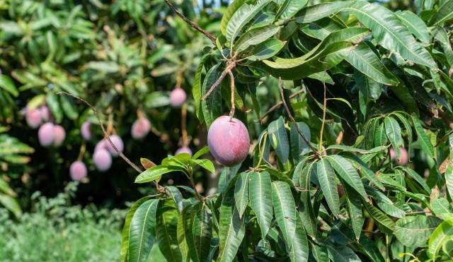 Costa Tropical de Granada: cultivos subtropicales y la caña de azúcar