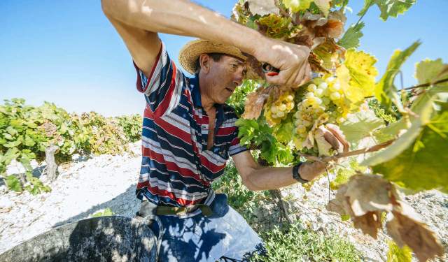 La Vendimia: viñas, bodegas y lagares
