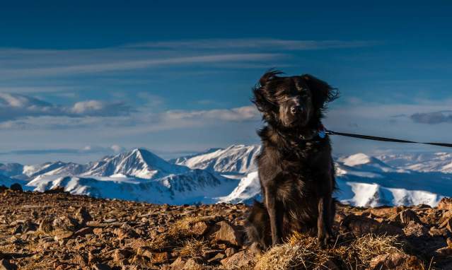Noël blanc et canin... dans la Sierra Nevada