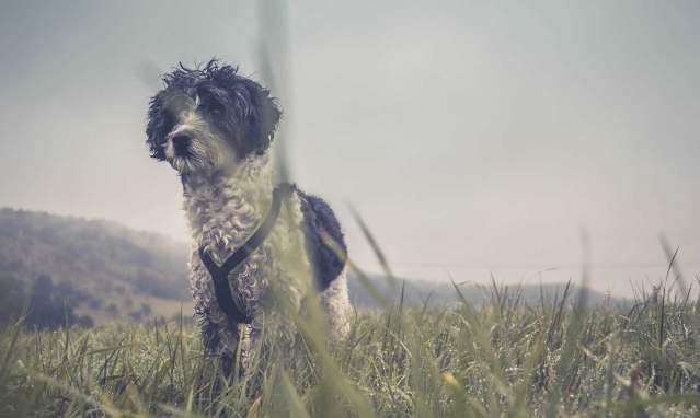 The best outdoor routes around Cordoba with your dog