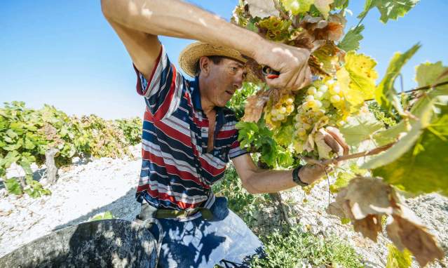 La Vendimia: viñas, bodegas y lagares