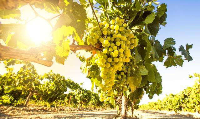 Viñedos ecológicos: otra forma de hacer turismo