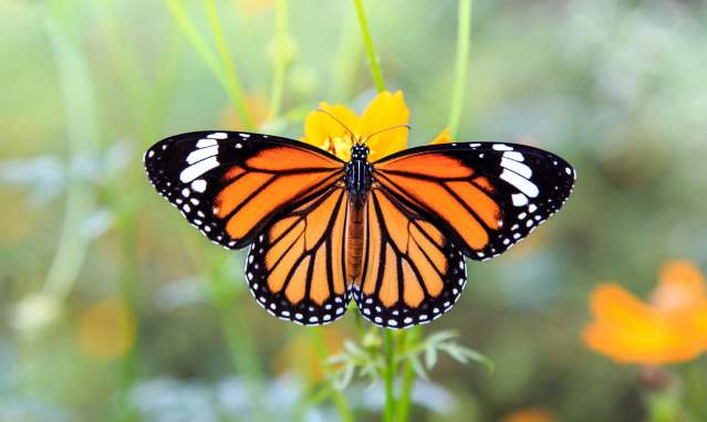 Castellar y la Mariposa Monarca