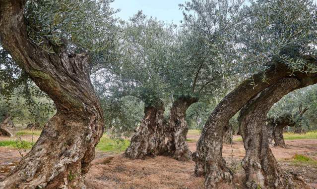 Olive oil tourism in Jaen