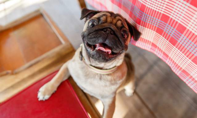Vegetarian restaurants in Almeria you can enjoy with your pet