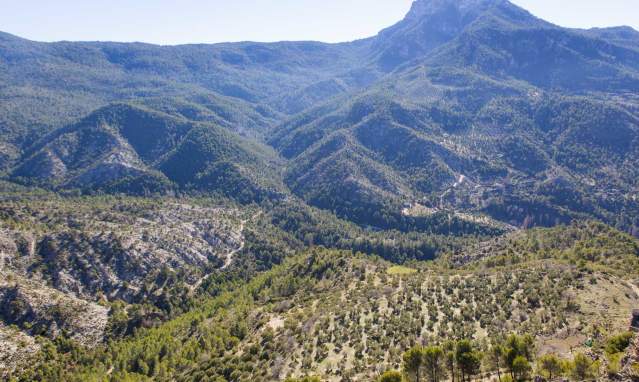 Timber culture in the Segura and Cazorla Mountains