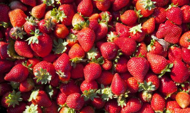 Huelva berries: Huelva strawberry and Palos strawberry