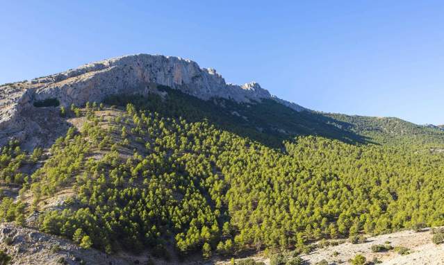 Forest of La Alfahuara and the Thousand-Year-Old Juniper Tree