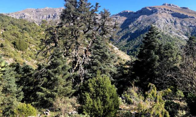 El Pinsapo de las Escaleretas y su espectacular entorno en la Sierra de Las Nieves