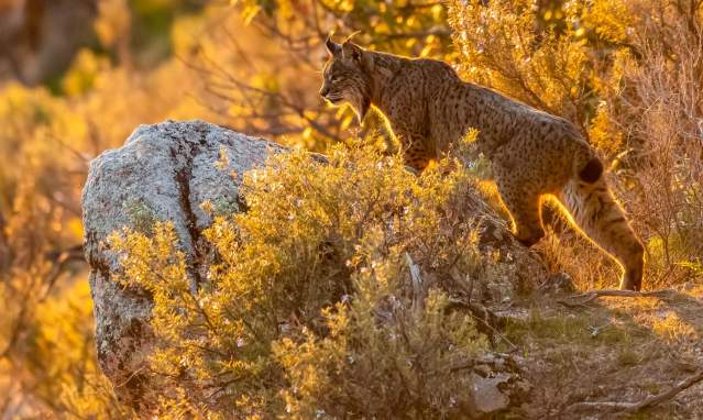 Sierra Morena, territorio lince