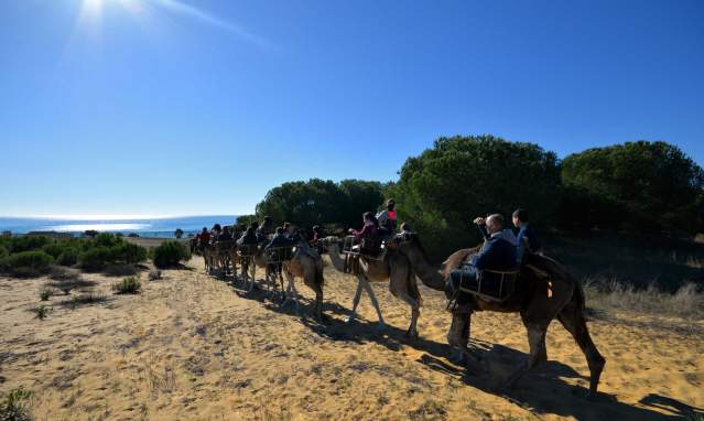 Expérience africaine à dos de dromadaire à Doñana