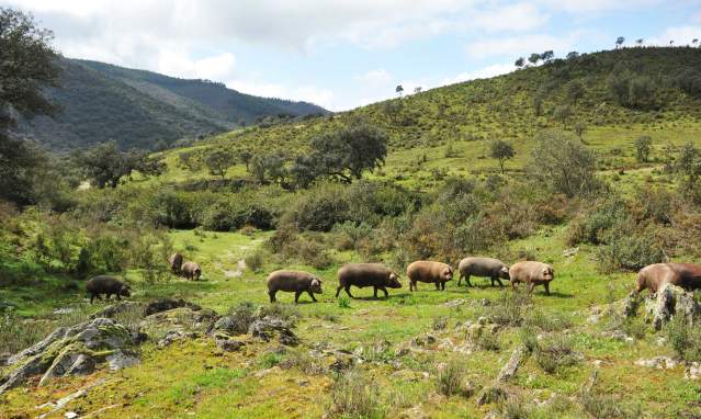 The acorn pastures: 'montanera', drying sheds and cellars
