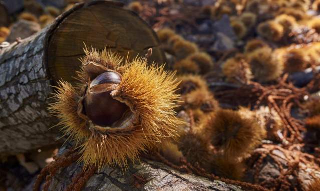 Tostonadas and chestnuts