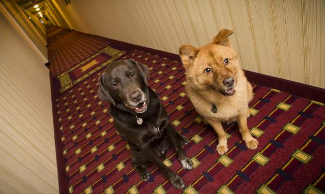 Five-star hotels on the Costa del Sol that permit pets