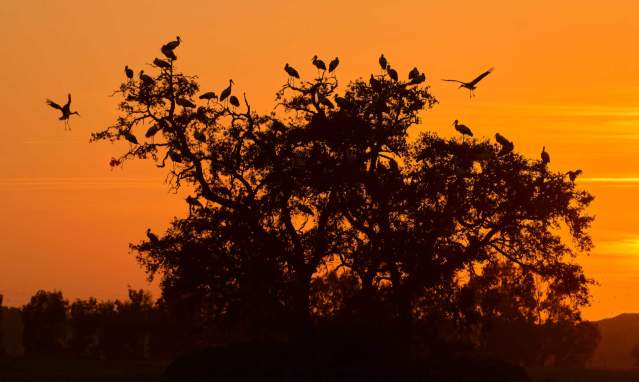 Doñana, paraíso ornitológico